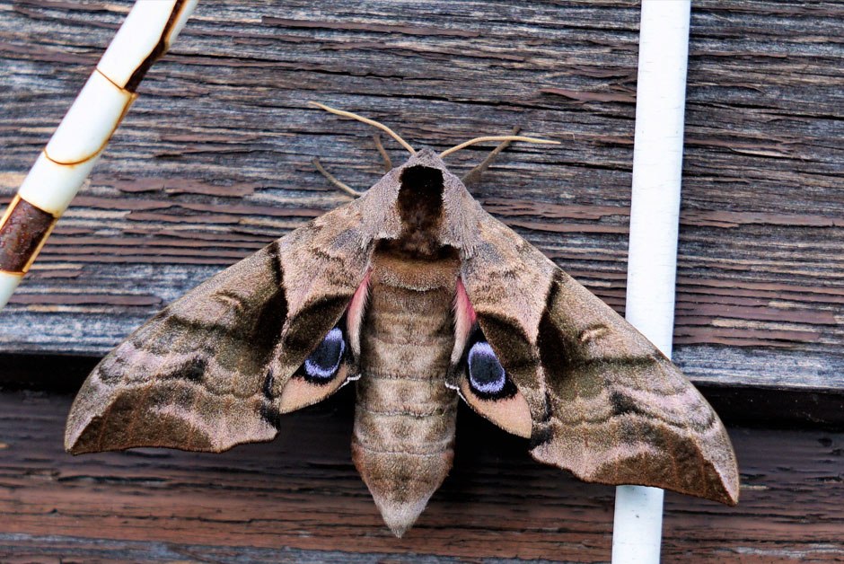 Moths